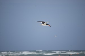 Black Skimmer